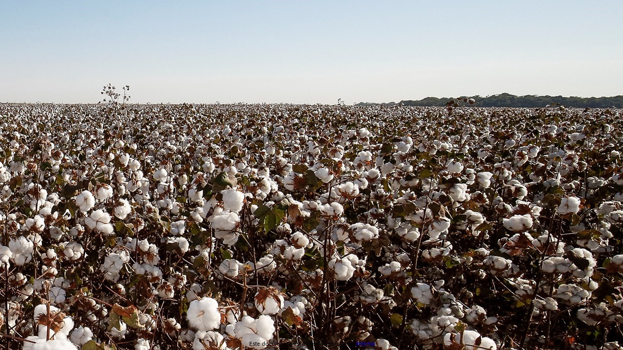Nordeste deverá alcançar produtividade média de  quilos por hectare FOTO Alan Santos PRAgência Brasil