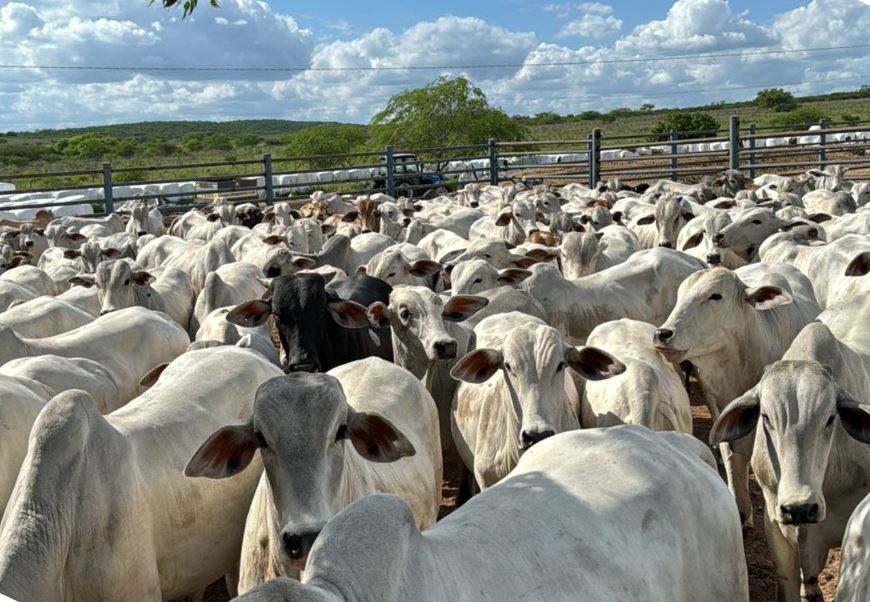 AL Pecuária alagoana foi um dos setores que registrou incremento do crédito rural do BNB em 2024.