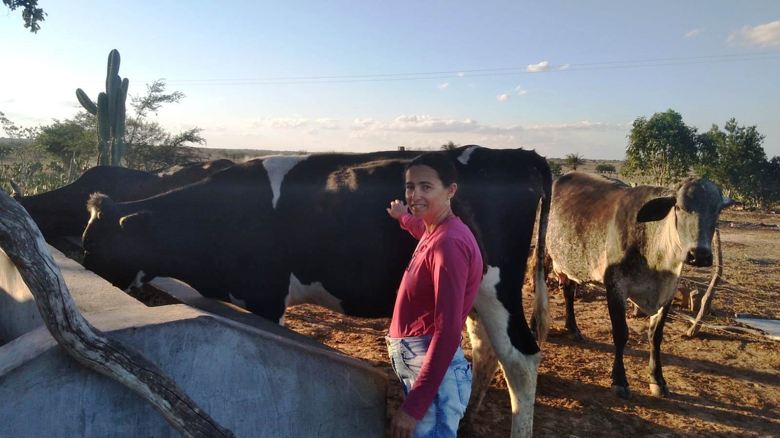 Parte do gado da produtora Nivânia de Oliveira, de Tobias Barreto: 20% são vacas leiteiras em plena produção (Foto: Arquivo familiar).