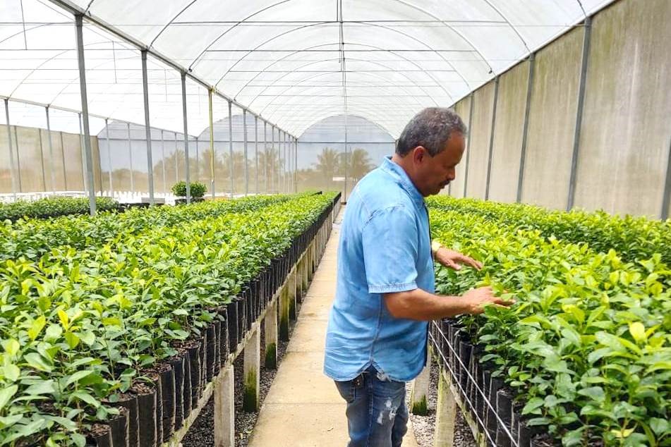 Empresário José Lourenço verifica a produção de mudas em seu viveiro, que já fornece para três estados do Brasil