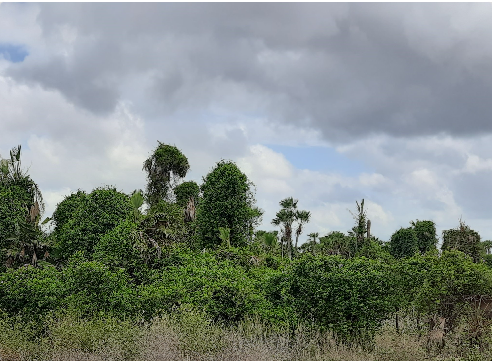 Carnaubeiras infestadas pela praga Cryptostegia Madagascariensis, no Semiárido Nordestino.