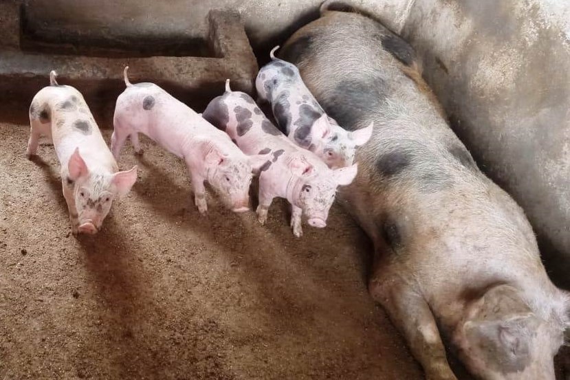 AL investimentos resultaram em uma ampliação de 60 por cento na produtividade.