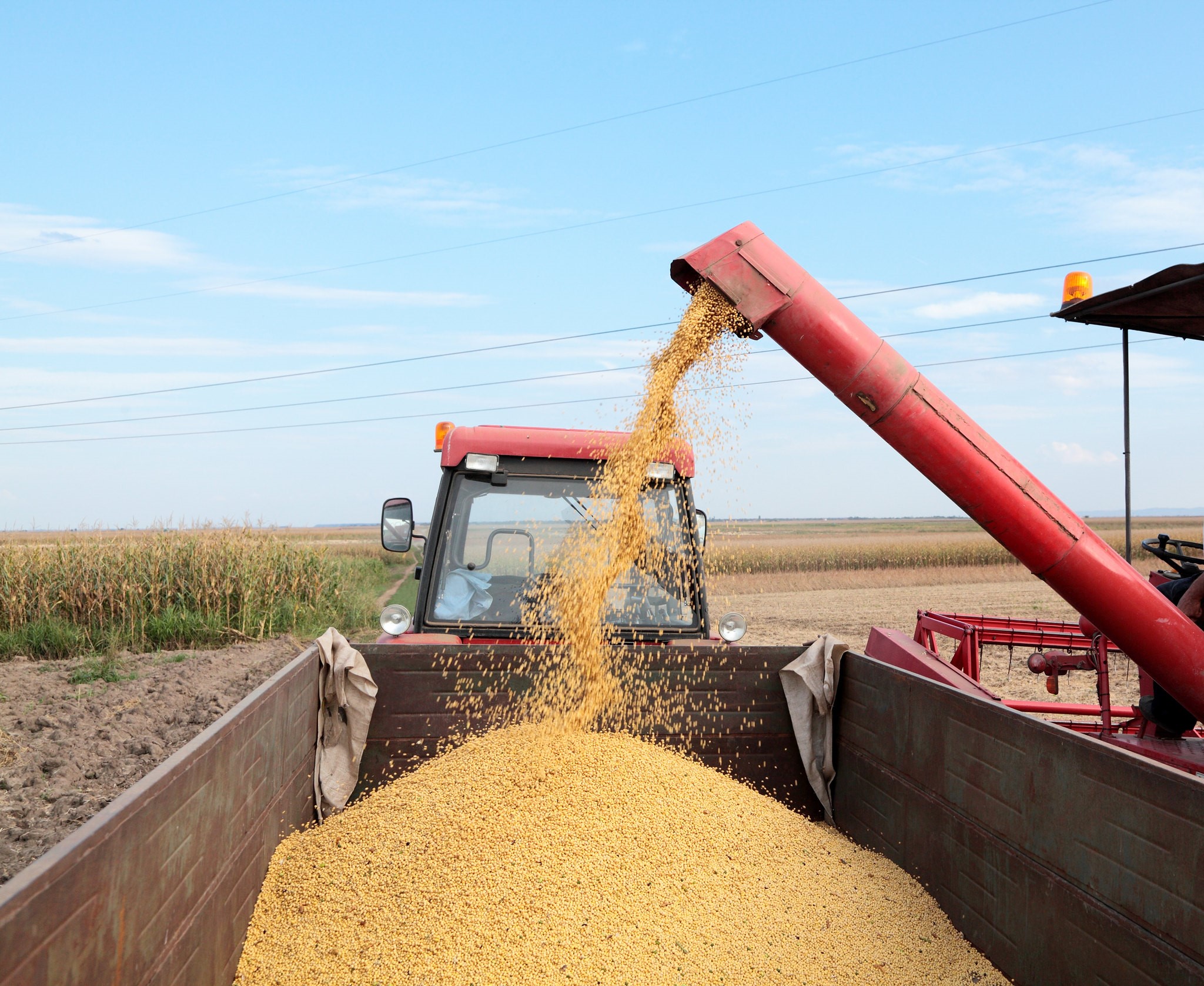 Soja deve registrar maior crescimento entre os itens da safra  FOTO Divulgação